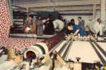0_000_001_446.jpg