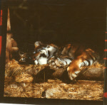 0_000_004_817.jpg