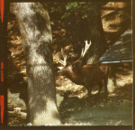 0_000_004_831.jpg