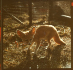 0_000_004_835.jpg