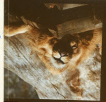 0_000_004_839.jpg